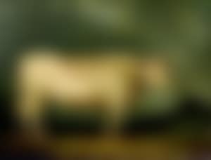 Longhorn bull in a landscape (preview)