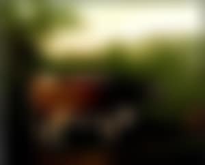 Longhorn cow in a landscape with St Donat's Castle (preview)