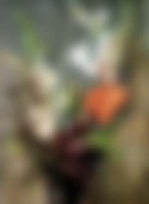 Camelias (preview)
