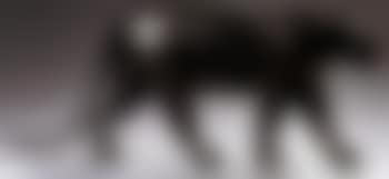 Panthere noire, oreilles couchees (preview)