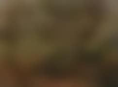 Wooded landscape (preview)