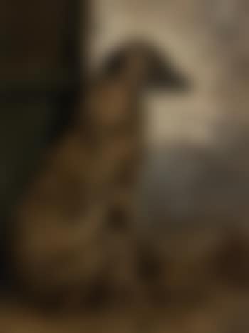 Countess, a deerhound (preview)