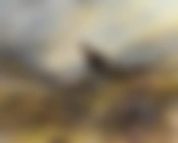 Grouse on a moor (preview)