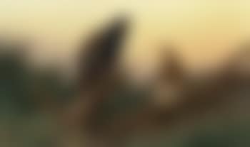 Capercaille (preview)