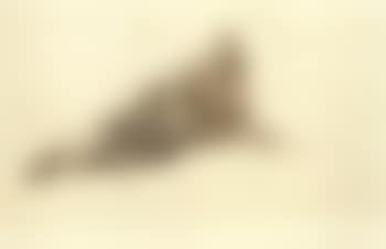 Man lying down (preview)