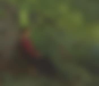 The artist's second daughter Maren Meta seated in woods near Odense (preview)