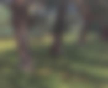 Woodland glade (preview)