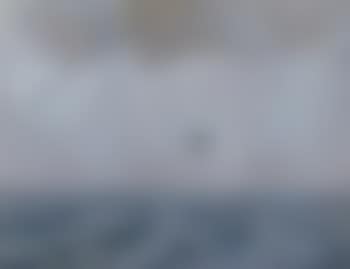 Bird in flight over the sea (preview)