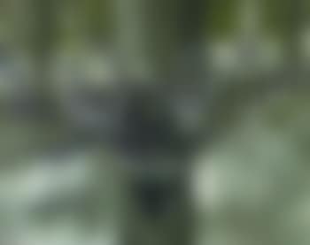 Willow twigs in vase (preview)
