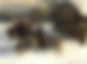 The welcoming party (preview)