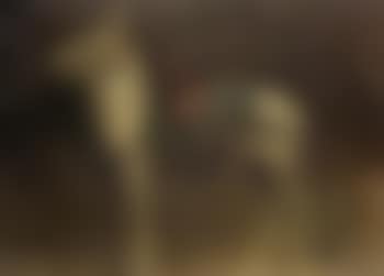 L'ane egyptien (preview)