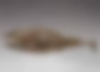 Poisson (preview)