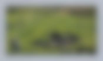 Study for landscape (preview)