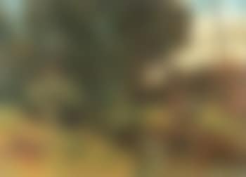 Summer woodland with stream (preview)