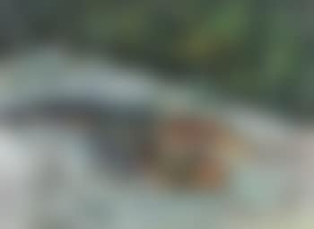 Le homard (preview)