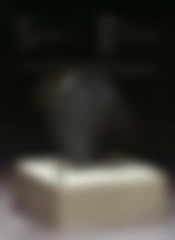 Bird (preview)