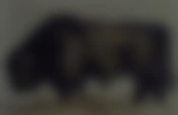 Welsh black bull (preview)
