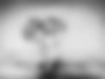 Noel (preview)