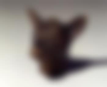 Tete de levrette (preview)