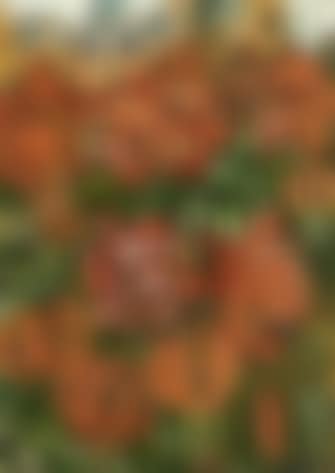 Five Royal red roses in a glass jug (preview)