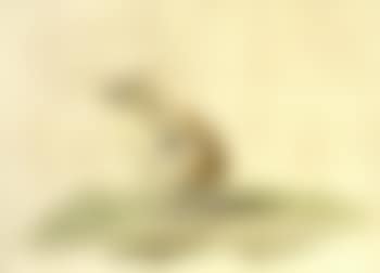 Newborn chick (preview)
