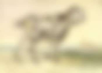 Egyptian goat (preview)