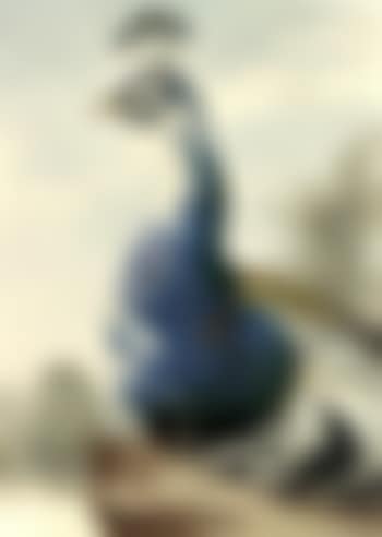 Peacock (preview)