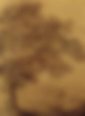 Etudes d'arbres (preview)