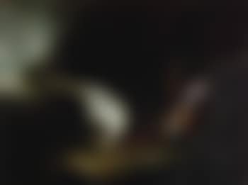 Pheasants in a wooded glade (preview)
