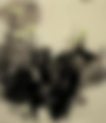 Yellow lotus blossoms (preview)
