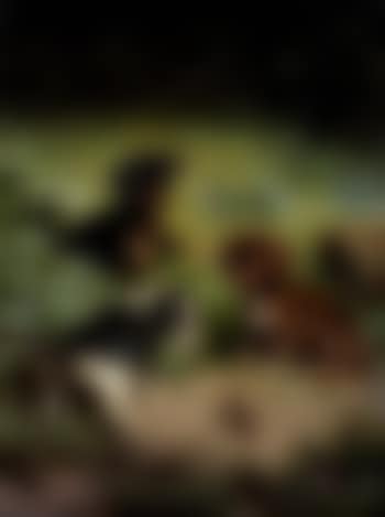 The puppies (preview)
