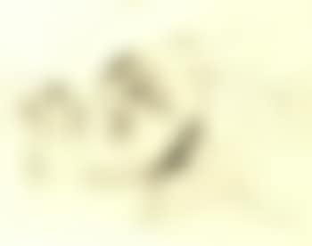 Study of a man reclining (preview)