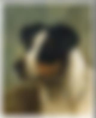 Portraits of dogs heads (preview)