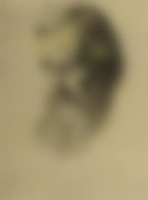 Head study of a bearded gentleman (preview)