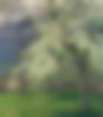 In spring (preview)