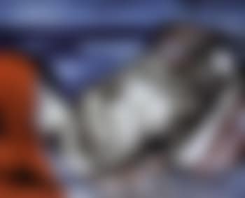 Evening (preview)
