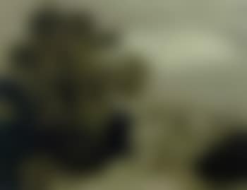 Paysage du midi (preview)