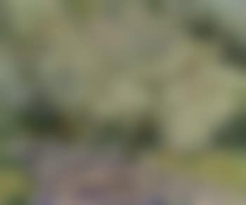 Arbres en fleurs (preview)
