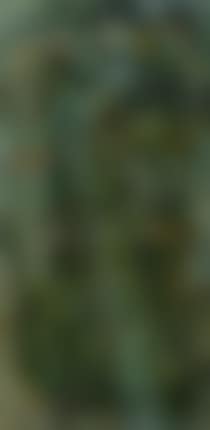 Arlequins (preview)