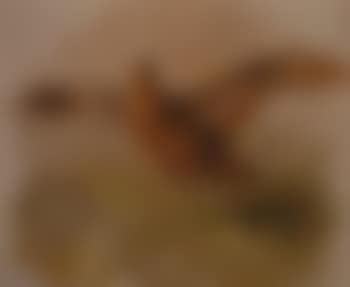 Grouse in flight (preview)
