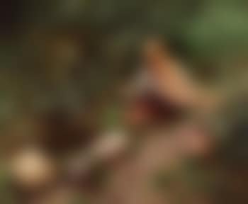 Two small girls watching bird on stone (preview)