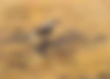 Bird on sandy beach (preview)