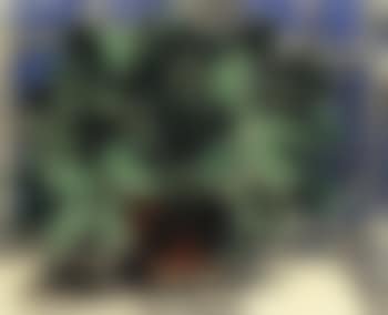 The plant on the window ledge (preview)