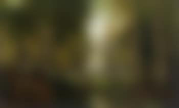 Birch wood in summer (preview)