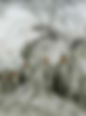 Elephants aux chutes de Gouga (preview)