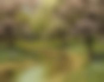 Landscape with stream and blossoming trees (preview)