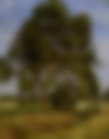 Landscape with trees (preview)