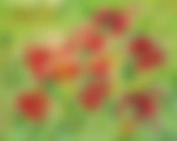 Hibiscuses (preview)