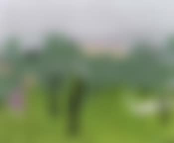 White peacock (preview)