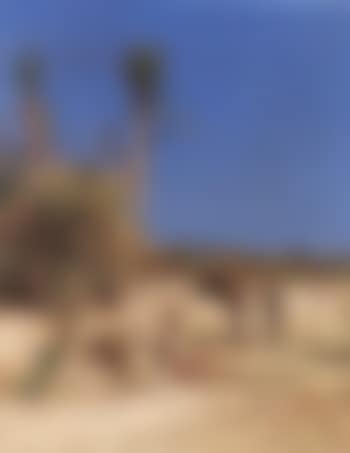 Bedouins in the desert by an oasis (preview)